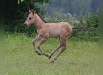 American Quarter Horse, Ogier, Źrebak (05/2024), 155 cm, Grullo