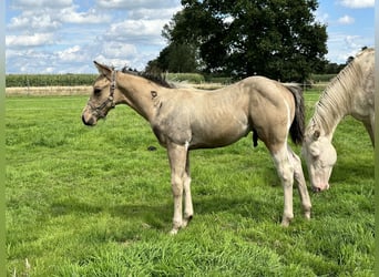 American Quarter Horse, Ogier, Źrebak (05/2025), 155 cm, Jelenia