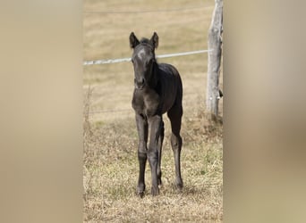 American Quarter Horse, Ogier, , 155 cm, Karodereszowata