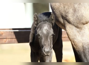 American Quarter Horse, Ogier, , 155 cm, Karodereszowata