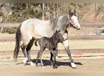 American Quarter Horse, Ogier, , 155 cm, Karodereszowata