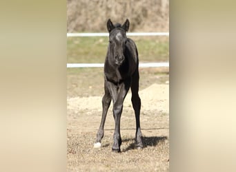 American Quarter Horse, Ogier, , 155 cm, Karodereszowata