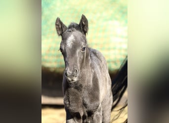 American Quarter Horse, Ogier, , 155 cm, Karodereszowata