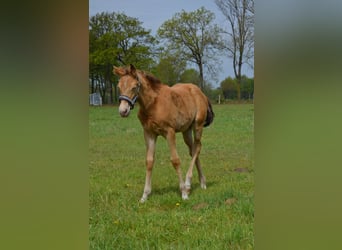 American Quarter Horse, Ogier, Źrebak (02/2026), 155 cm, Szampańska