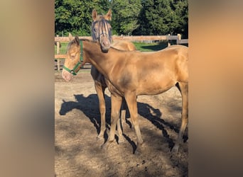 American Quarter Horse, Ogier, Źrebak (02/2026), 155 cm, Szampańska