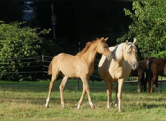 American Quarter Horse Mix, Ogier, Źrebak (04/2025), Bułana