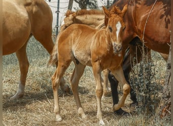 American Quarter Horse, Ogier, Źrebak (04/2025), Ciemnokasztanowata