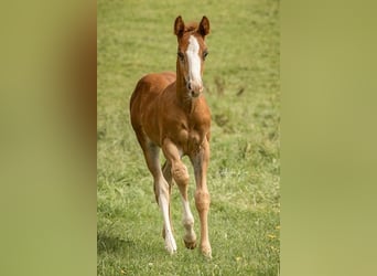 American Quarter Horse, Ogier, Źrebak (06/2024), Ciemnokasztanowata