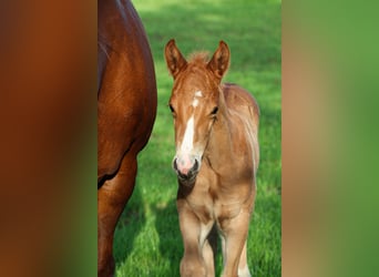 American Quarter Horse, Ogier, , Cisawa