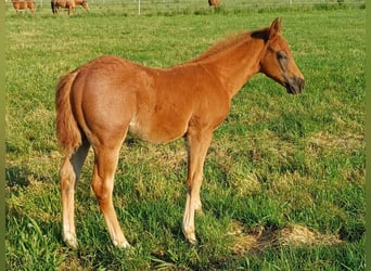 American Quarter Horse, Ogier, Źrebak (04/2025)
