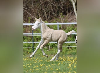 American Quarter Horse, Ogier, Źrebak (04/2026), Dunalino