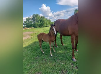 American Quarter Horse, Ogier, , Gniada