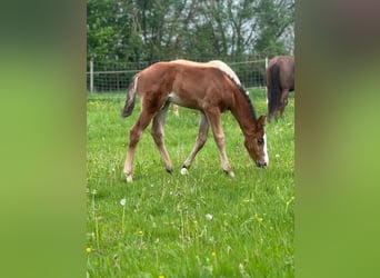 American Quarter Horse, Ogier, , Gniada