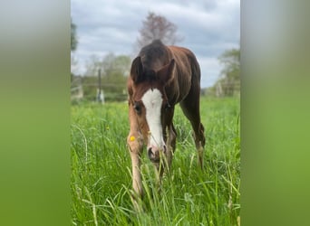 American Quarter Horse, Ogier, , Gniada
