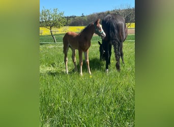 American Quarter Horse, Ogier, , Gniada
