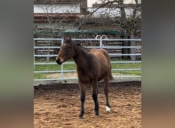 American Quarter Horse, Ogier, Źrebak (03/2024), Gniada