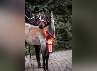 American Quarter Horse, Ogier, Źrebak (04/2025), Gniadodereszowata