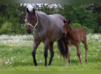 American Quarter Horse, Ogier, Źrebak (04/2026), Gniadodereszowata