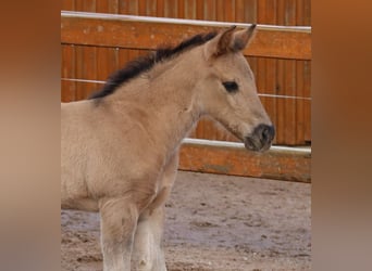 American Quarter Horse, Ogier, Źrebak (01/2024), Grullo