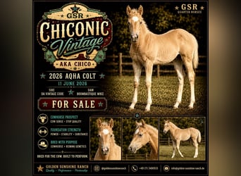 American Quarter Horse, Ogier, Źrebak (06/2026), Izabelowata