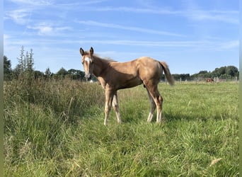 American Quarter Horse, Ogier, Źrebak (06/2026), Izabelowata
