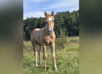 American Quarter Horse, Ogier, Źrebak (06/2026), Izabelowata