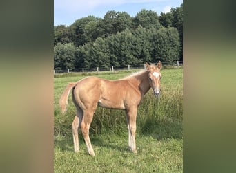 American Quarter Horse, Ogier, Źrebak (06/2026), Izabelowata