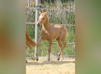 American Quarter Horse, Ogier, , Izabelowata