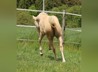 American Quarter Horse, Ogier, , Izabelowata