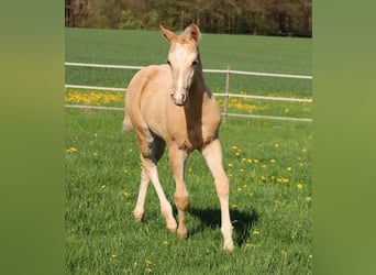 American Quarter Horse, Ogier, , Izabelowata