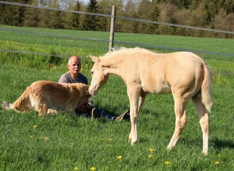 American Quarter Horse, Ogier, , Izabelowata