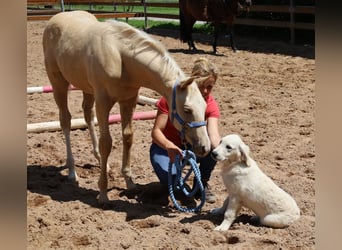 American Quarter Horse, Ogier, , Izabelowata