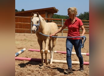 American Quarter Horse, Ogier, , Izabelowata