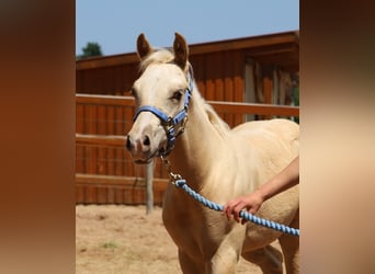 American Quarter Horse, Ogier, , Izabelowata