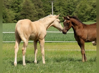 American Quarter Horse, Ogier, , Izabelowata