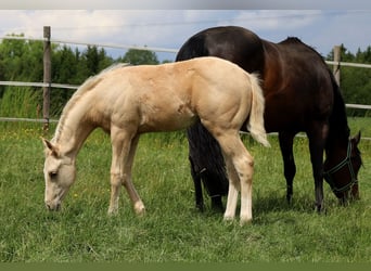 American Quarter Horse, Ogier, , Izabelowata