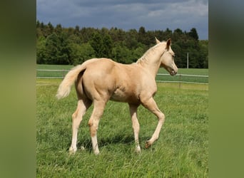 American Quarter Horse, Ogier, , Izabelowata