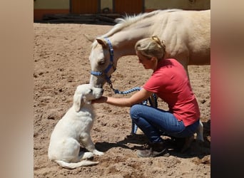 American Quarter Horse, Ogier, , Izabelowata