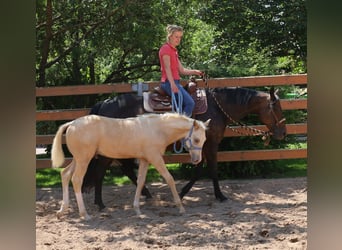 American Quarter Horse, Ogier, , Izabelowata