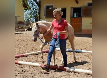 American Quarter Horse, Ogier, , Izabelowata