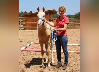 American Quarter Horse, Ogier, , Izabelowata