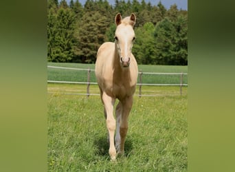 American Quarter Horse, Ogier, , Izabelowata