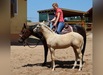 American Quarter Horse, Ogier, , Izabelowata