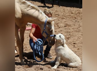 American Quarter Horse, Ogier, , Izabelowata