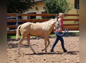 American Quarter Horse, Ogier, , Izabelowata