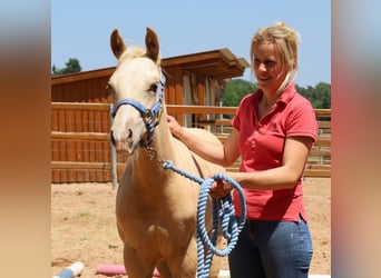 American Quarter Horse, Ogier, , Izabelowata