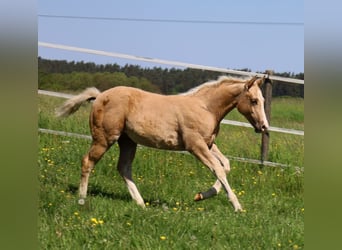 American Quarter Horse, Ogier, Źrebak (01/2024), Izabelowata