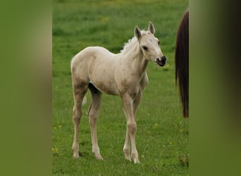 American Quarter Horse, Ogier, Źrebak (04/2024), Izabelowata