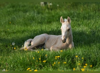 American Quarter Horse, Ogier, Źrebak (04/2024), Izabelowata