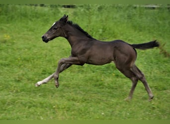 American Quarter Horse, Ogier, Źrebak (04/2024), Izabelowata